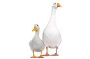 Geese / Ducks